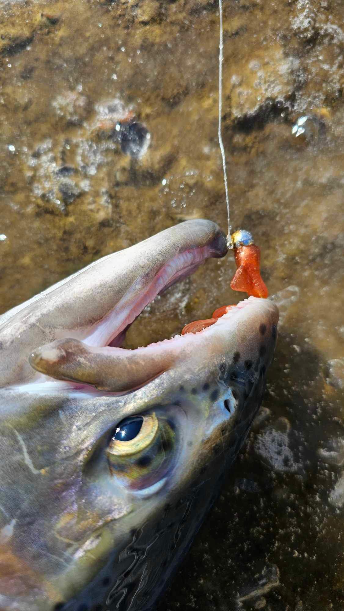 Kumbo Improved Soft Bait 2" Red Mermaid 12 in a Pack
